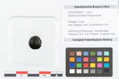 Foto (Objekt + Etikett) von Salisburia eocenica Ettingshausen (NHMW-GEO-2024-0188-8977)
